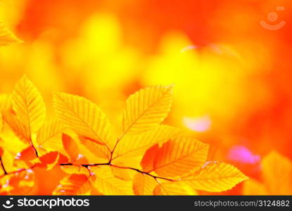 autumn leaves background in sunny day