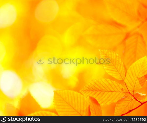 autumn leaves background in sunny day