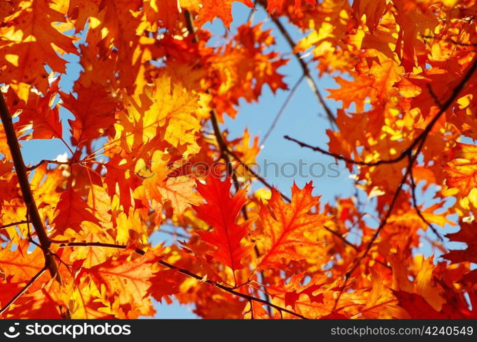 autumn leaves background in sunny day