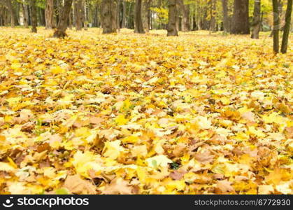 autumn leaves background in sunny day