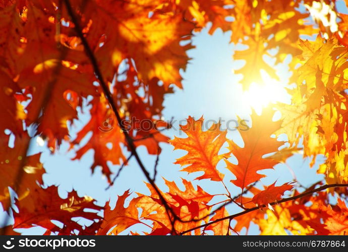 autumn leaves background in sunny day