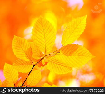 autumn leaves background in sunny day