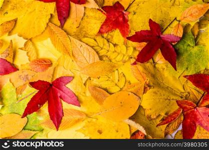 Autumn Leaves Background. leaves floral natural background