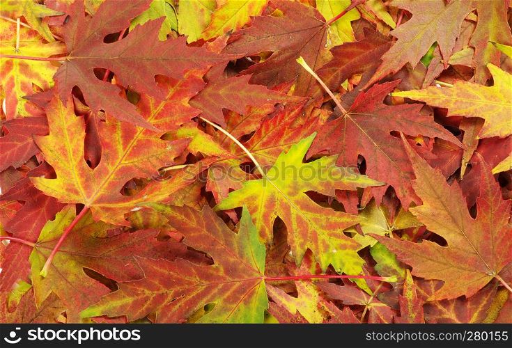 autumn leaves background on forest
