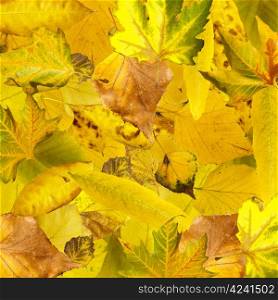 Autumn leaves background. Pile of leaves close up