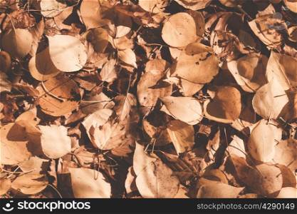 Autumn leaves background. Ready design element. Color correction, toning