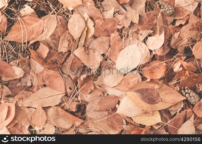 Autumn leaves background. Ready design element. Color correction, toning