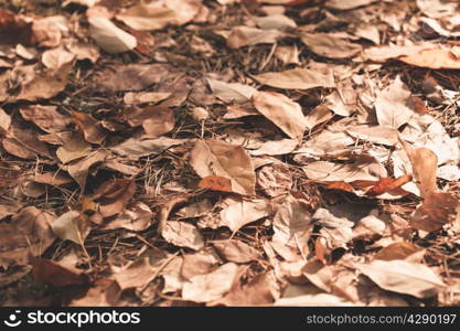 Autumn leaves background. Ready design element. Color correction, toning