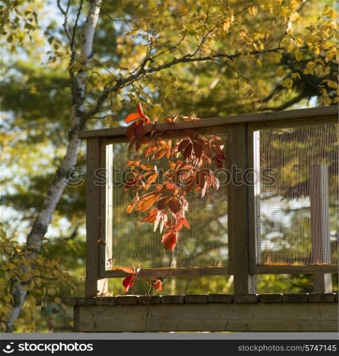 Autumn leaves beside a deck, Lake of The Woods, Ontario, Canada