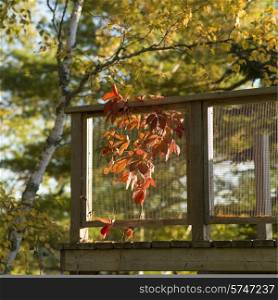Autumn leaves beside a deck, Lake of The Woods, Ontario, Canada
