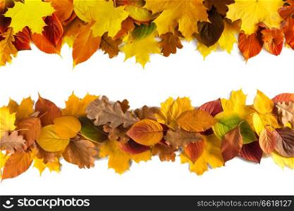 autumn leaves border frame isolated on white background. autumn leaves