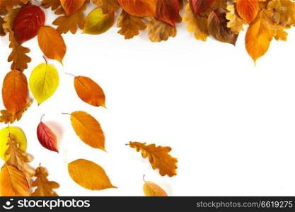 autumn leaves border frame isolated on white background. autumn leaves