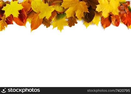 Autumn leaves border frame isolated on white background. Autumn leaves frame