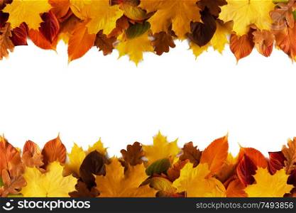 Autumn leaves border frame isolated on white background. Autumn leaves frame