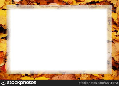 autumn leaves card banner with white empty space photo. Beautiful picture, background, wallpaper