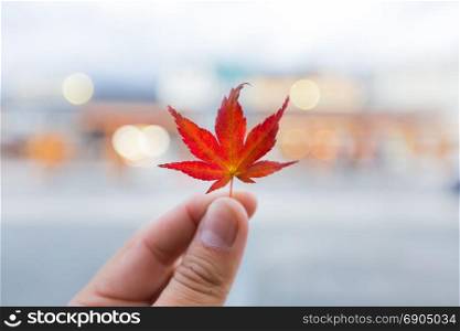 Autumn leaves change color Into the winter Leaves of trees begin to discolor and fall.