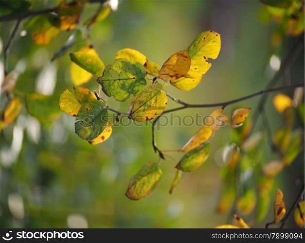 autumn leaves chokeberry