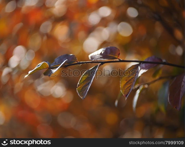 autumn leaves chokeberry