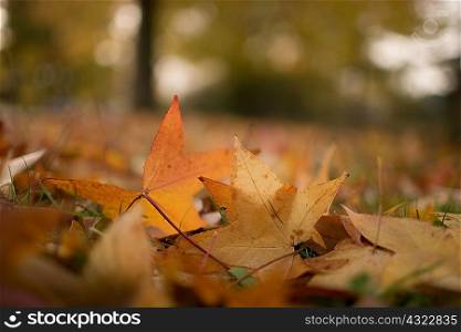 Autumn leaves, close up