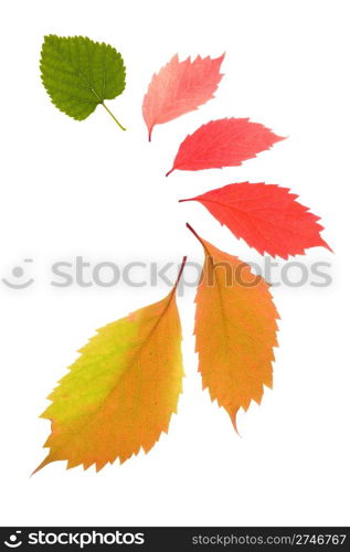 Autumn leaves collection isolated on white