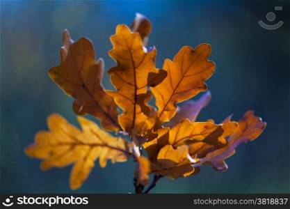 Autumn leaves. Colorful autumn leaves background. Close-up with blured background.