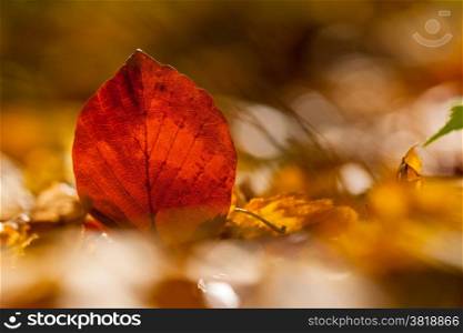 Autumn leaves. Colorful autumn leaves background. Close-up with blured background.