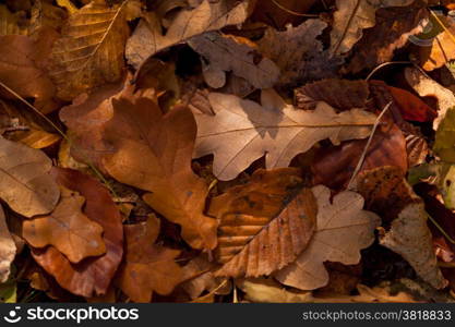 Autumn leaves. Colorful autumn leaves texture background