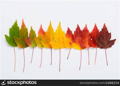 Autumn leaves colorful rainbow gradient transition. Seasons life cycle concept top view.