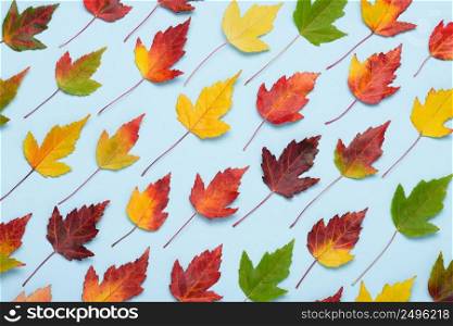 Autumn leaves colorful rainbow pattern on pastel background top view flat lay