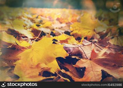 Autumn leaves. Colorful yellow leaves in Autumn season. Close-up shot. Suitable for background image.