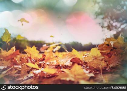 Autumn leaves. Colorful yellow leaves in Autumn season. Close-up shot. Suitable for background image.