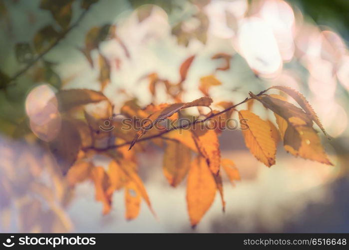 Autumn leaves. Colorful yellow leaves in Autumn season. Close-up shot. Suitable for background image.