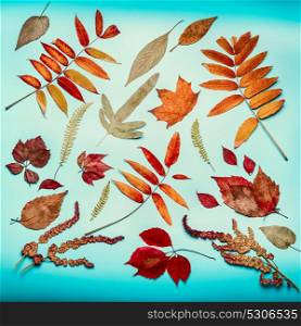 Autumn leaves composing on turquoise blue background, top view, flat lay