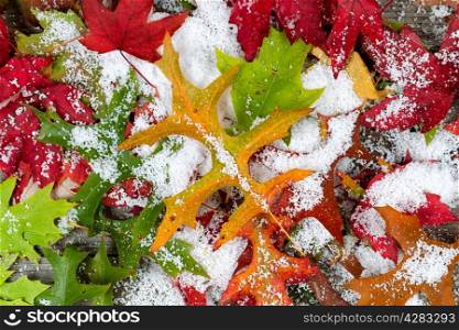 Autumn leaves covered with fresh powdered snow