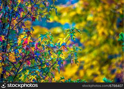 Autumn leaves decorate a beautiful nature bokeh background with forest ground