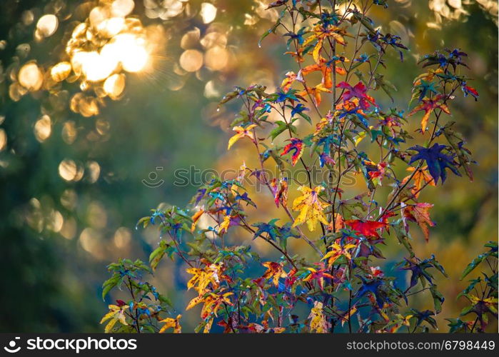 Autumn leaves decorate a beautiful nature bokeh background with forest ground