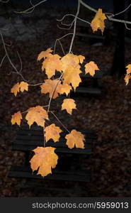 autumn leaves detail in the portuguese national park