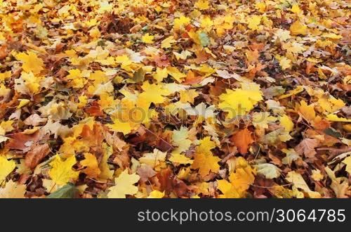 autumn leaves fall from top to ground at each other