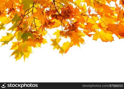 Autumn leaves fall texture isolated on white background, red and yellow autumn leaves