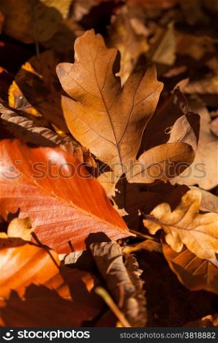 Autumn leaves. Fallen yellow and brown autumn leaves pattern background