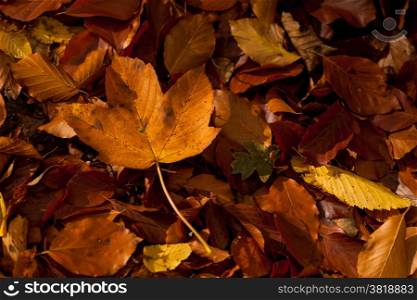 Autumn leaves. Fallen yellow and brown autumn leaves pattern background