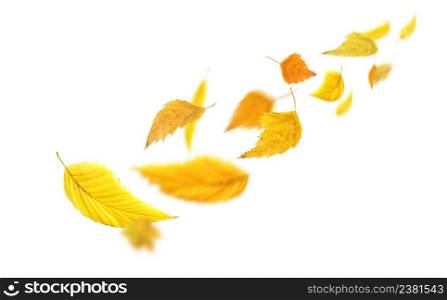 Autumn leaves falling and spinning. Autumn falling leaves isolated on white background. Falling autumn leaves. Falling autumn foliage isolated on white. Autumn leaves falling to the ground.