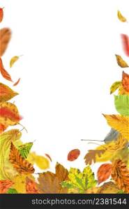 Autumn leaves falling and spinning. Autumn falling leaves isolated on white background. Falling autumn leaves. Falling autumn foliage isolated on white. Autumn leaves falling