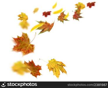 Autumn leaves falling and spinning. Autumn falling leaves isolated on white background. Falling autumn leaves. Falling autumn foliage isolated on white. Autumn leaves falling to the ground.
