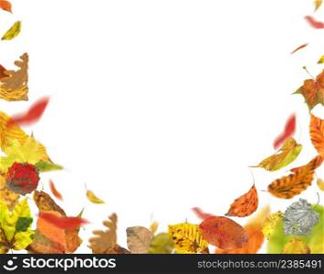 Autumn leaves falling and spinning. Autumn falling leaves isolated on white background. Falling autumn leaves. Falling autumn foliage isolated on white. Autumn leaves falling