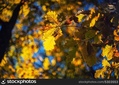 Autumn leaves, for background. Autumn leaves, for background, very shallow dof