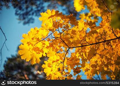 Autumn leaves, for background. Autumn leaves, for background, very shallow dof