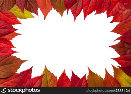Autumn leaves frame on white background. Virginia creeper leaves. Top view