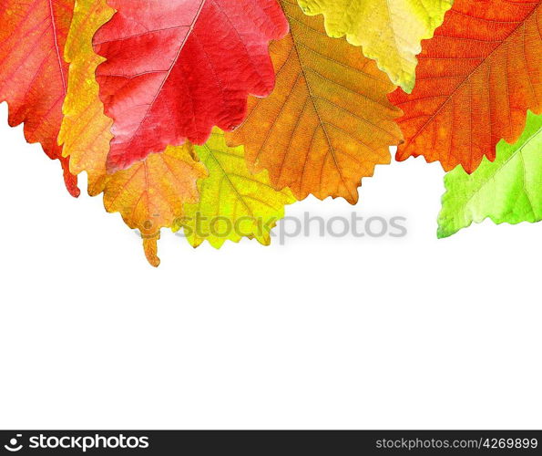 Autumn leaves frame over white for your text