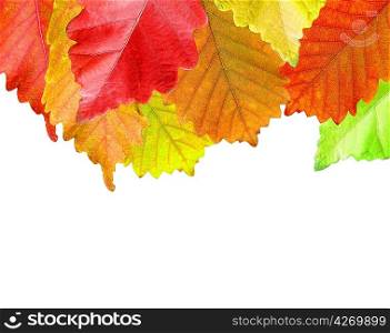 Autumn leaves frame over white for your text